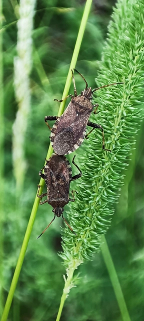 Ceraleptus gracilicornis - tüskéslábú karimáspoloska