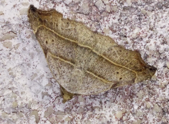 Laspeyria flexula - zuzmóbagoly