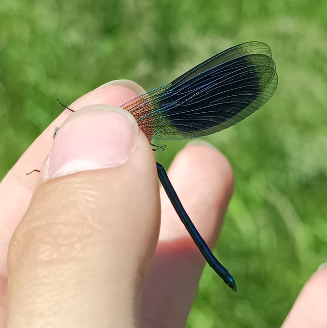 Calopteryx splendens - sávos szitakötő