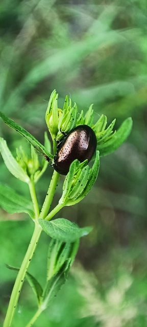 Chrysolina hyperici - zöld orbáncfűlevelész