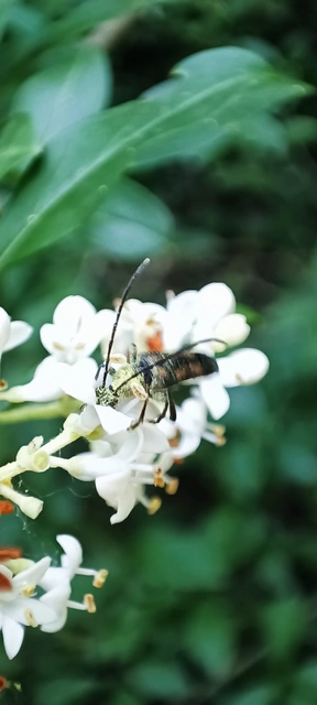 Anoplodera sexguttata - foltos virágcincér