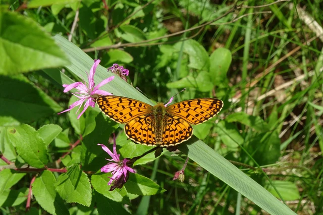 Boloria selene - fakó gyöngyházlepke