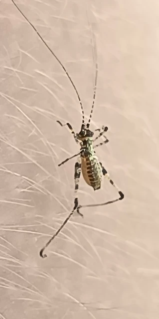 Phaneroptera