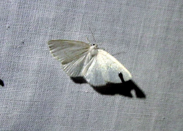 pettyes égeraraszoló - Cabera exanthemata