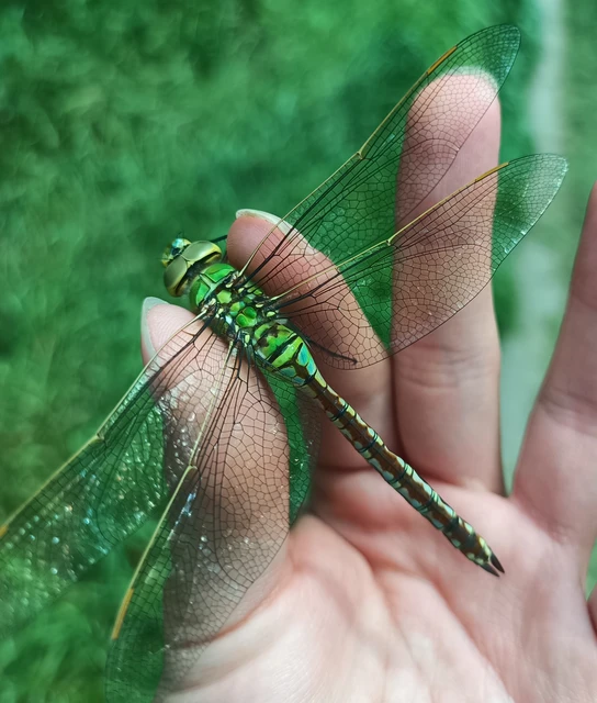 Anax imperator - zöld óriásacsa