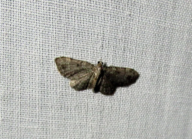 Pasiphila chloerata - hamvas törpearaszoló