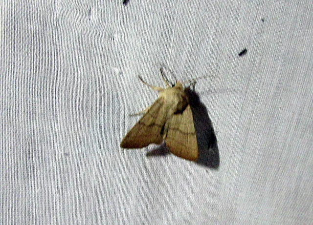Charanyca trigrammica - háromsávos lombbagoly