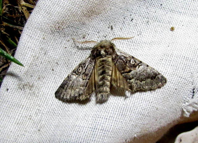 mogyoróbagoly - Colocasia coryli