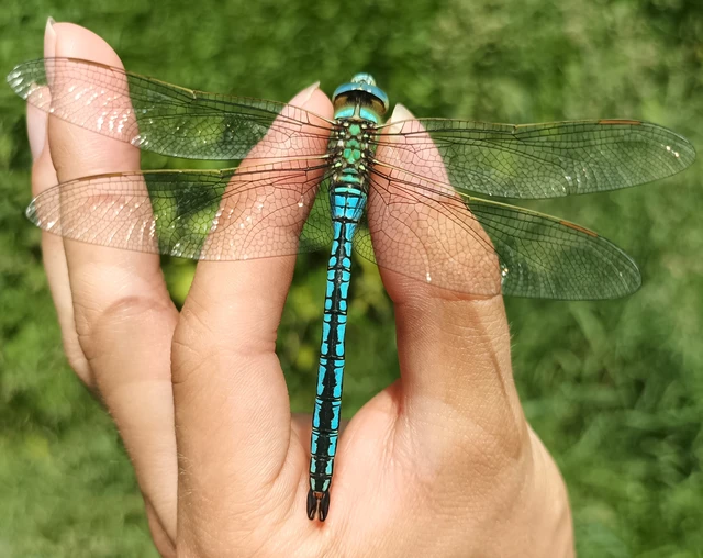 Anax imperator - zöld óriásacsa