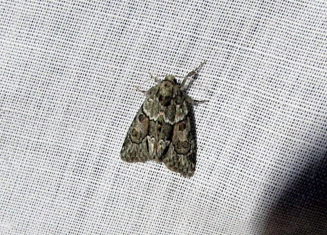 Cryphia fraudatricula - homoki zuzmóbagoly