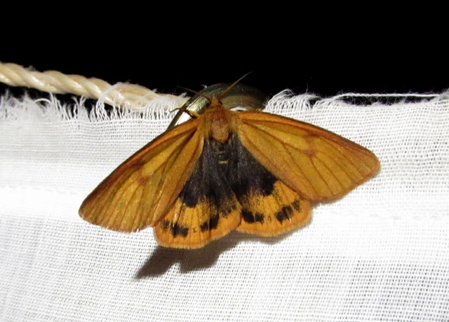 Diacrisia sannio - vörösszélű medvelepke