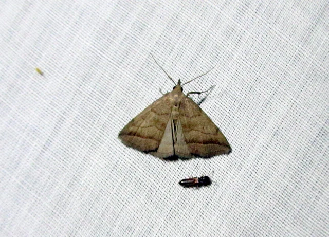 feketevonalas karcsúbagoly - Herminia tenuialis