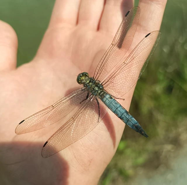 Orthetrum cancellatum - feketefarkú pásztorszitakötő