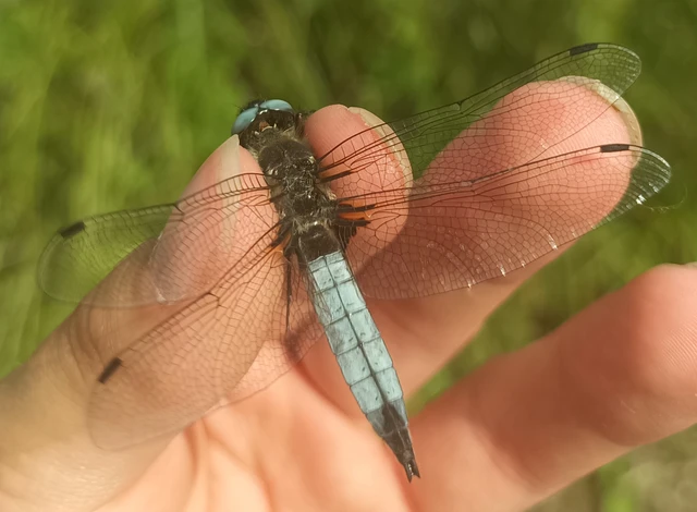 Libellula fulva - kisfoltos laposacsa