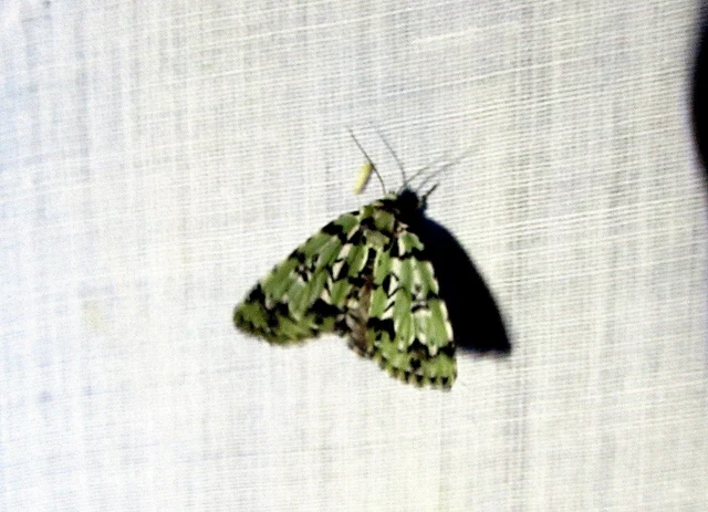 zuzmószínű zöldbagoly - Moma alpium