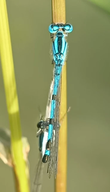 Enallagma cyathigerum - kéksávos légivadász