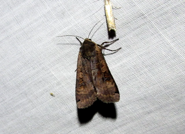 nagy sárgafűbagoly - Noctua pronuba