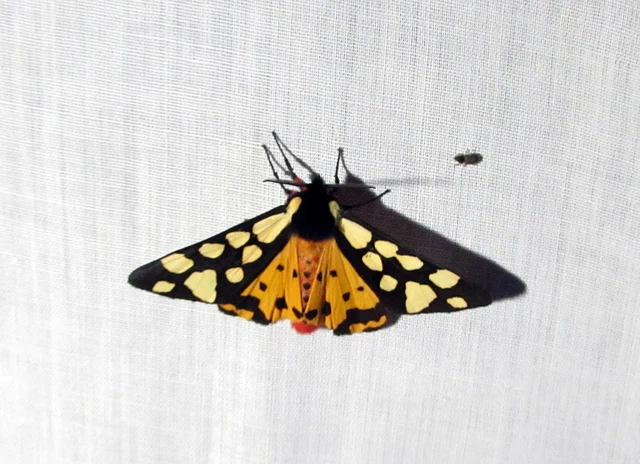 Arctia villica - fekete medvelepke