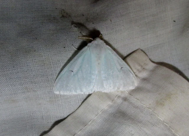 L-betűs gyapjaslepke - Arctornis l-nigrum