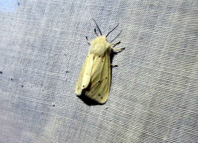 Spilosoma lubricipedum - tejszínű medvelepke