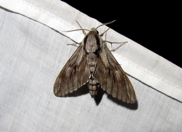 Hyloicus pinastri - fenyőszender