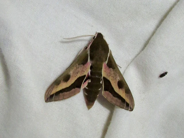 Hyles euphorbiae - kutyatejszender