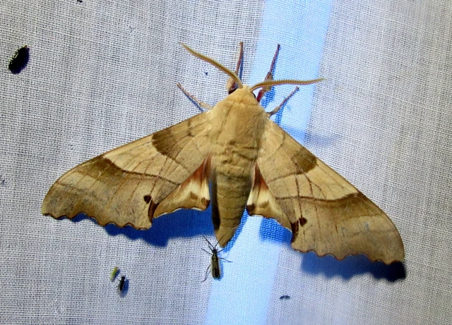 tölgyfaszender - Marumba quercus