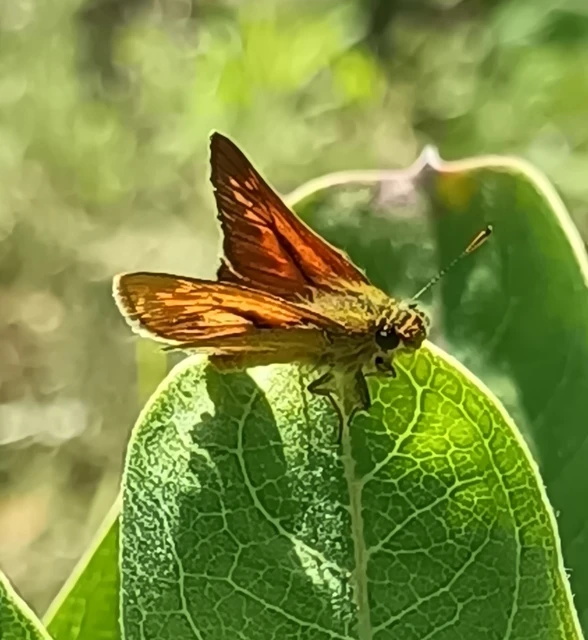 Ochlodes sylvanus - erdei busalepke