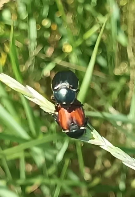 Anisoplia lata - széles szipoly Anisoplia lata - széles szipoly