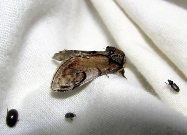 zegzugos púposszövő - Notodonta ziczac