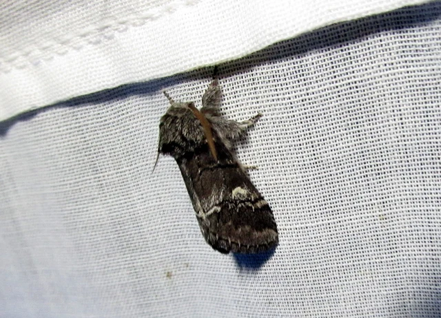 tölgyfa-púposszövő - Drymonia querna