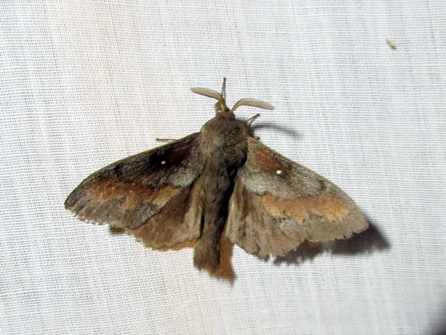 Dendrolimus pini - fenyőpohók