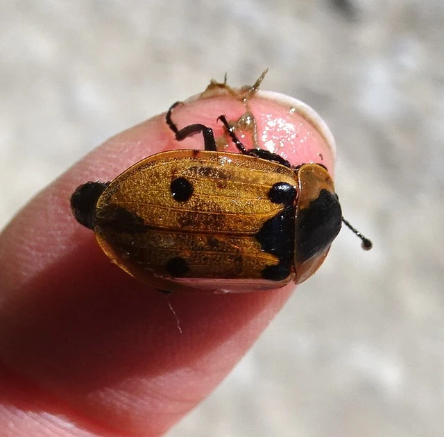 Dendroxena quadrimaculata - négypettyes dögbogár