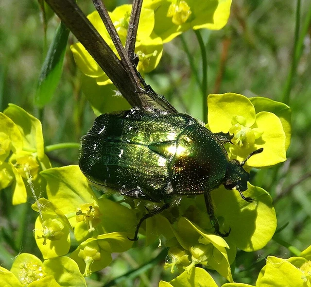 Cetonia aurata - aranyos virágbogár