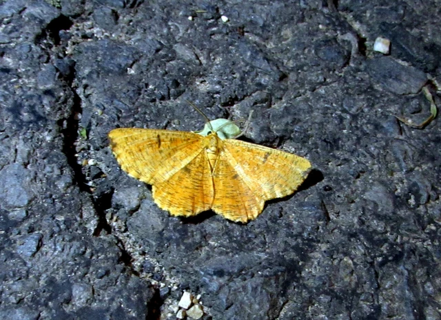 Angerona prunaria - sárga kökényaraszoló