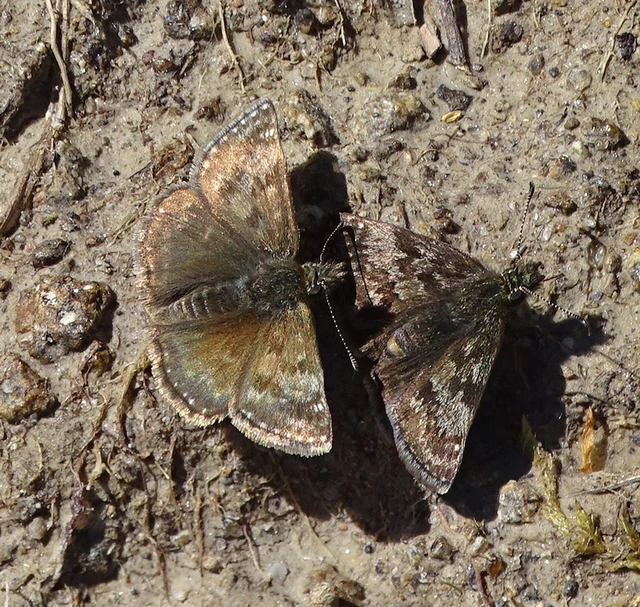 Erynnis tages - cigánylepke