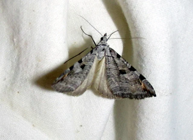 Aplocera efformata/plagiata