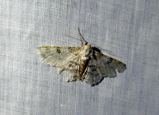 Ascotis selenaria - holdas faaraszoló