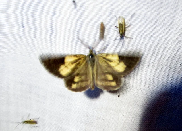 Bupalus piniaria - fenyőaraszoló
