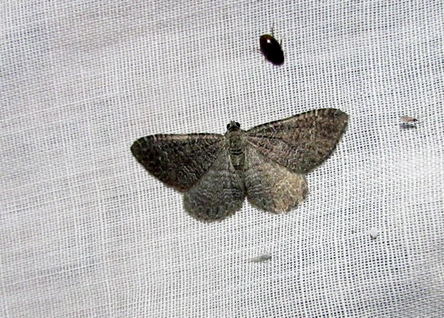 hullámos araszoló - Cataclysme riguata