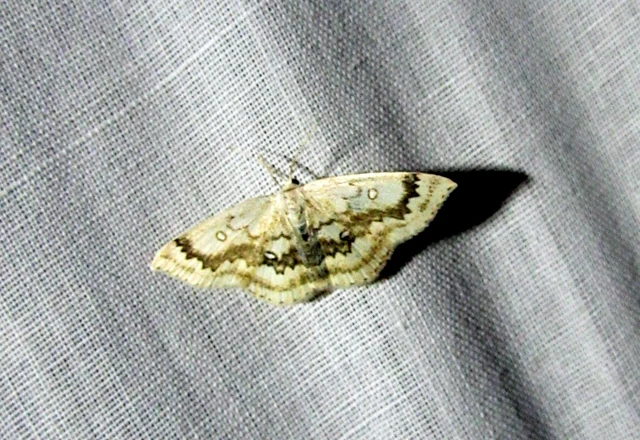 Cyclophora annularia - gyűrűs pettyesaraszoló
