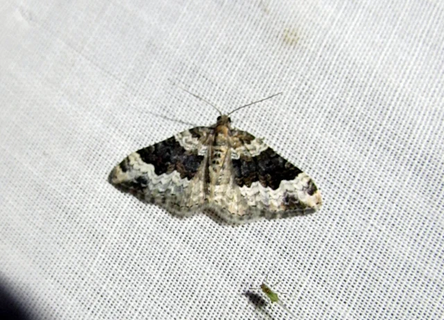 sávos galajaraszoló - Epirrhoe galiata