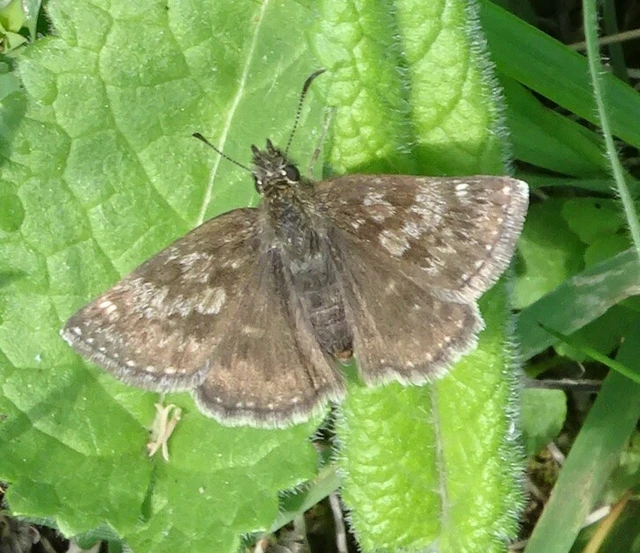 Erynnis tages - cigánylepke