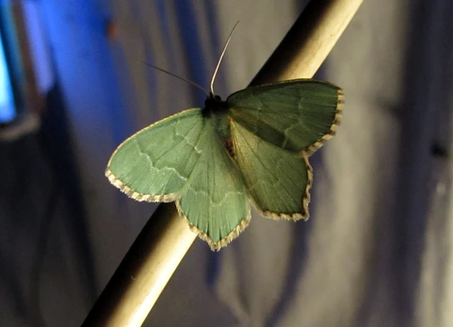 Hemithea aestivaria - nyír-zöldaraszoló