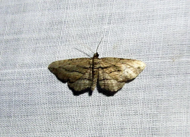 Horisme corticata - barna iszalagaraszoló