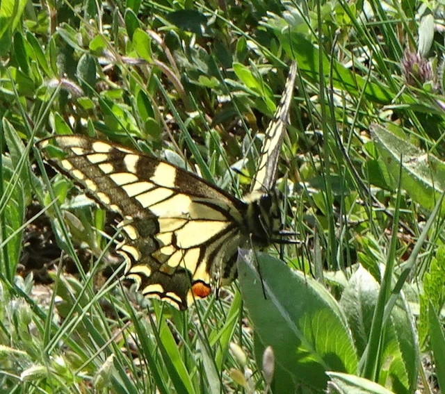 Papilio machaon - fecskefarkú lepke
