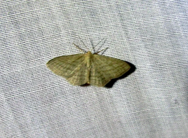 vesszős sávosaraszoló - Scopula virgulata