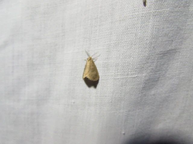Bijugis bombycella - alkonyati zsákhordólepke