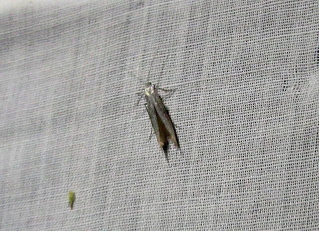 Coleophora