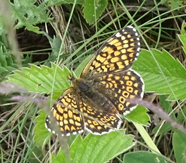 Melitaea cinxia - réti tarkalepke